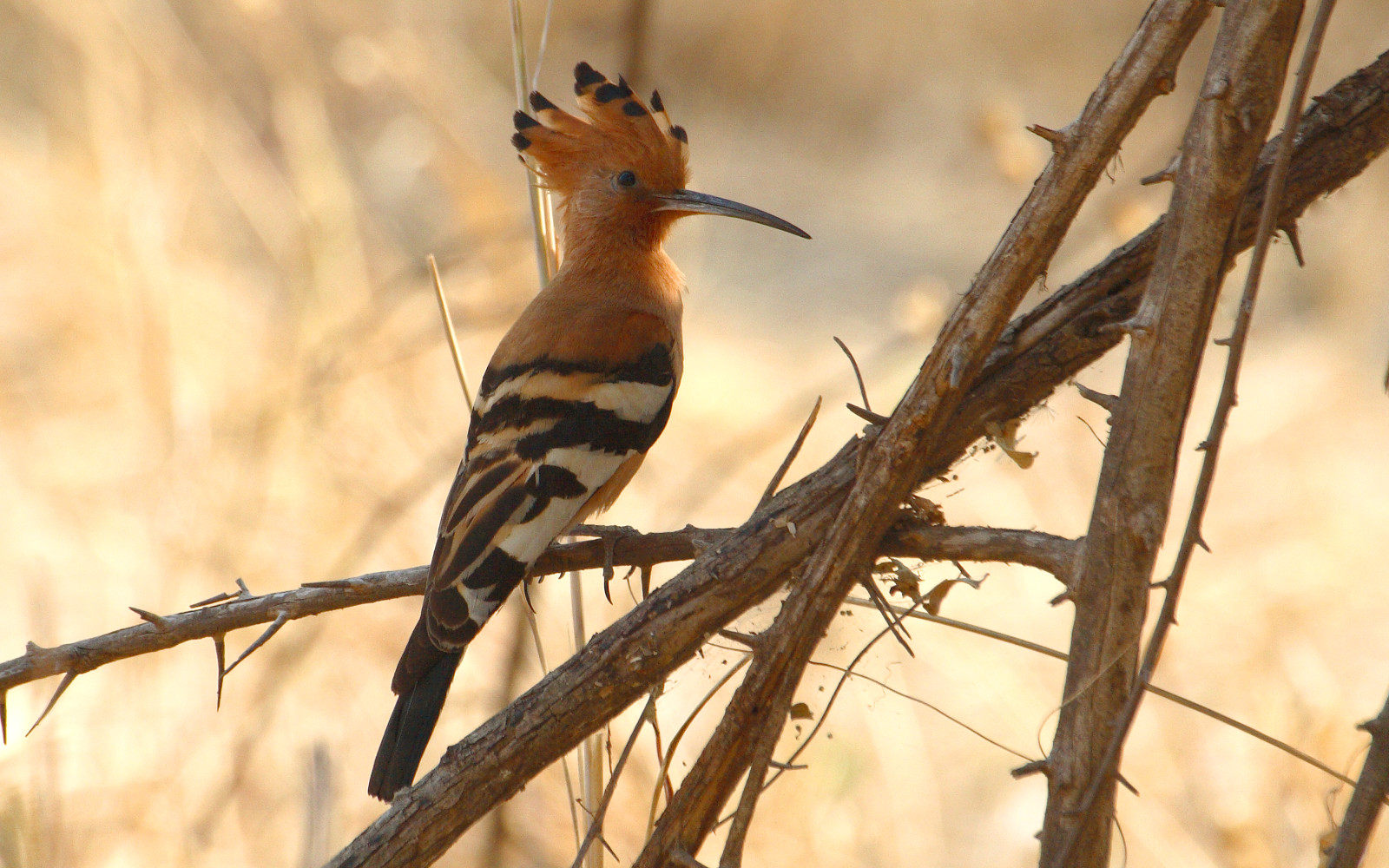 image African Hoopoe